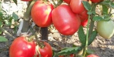 Paradajz početnik: karakteristike i opis sorte