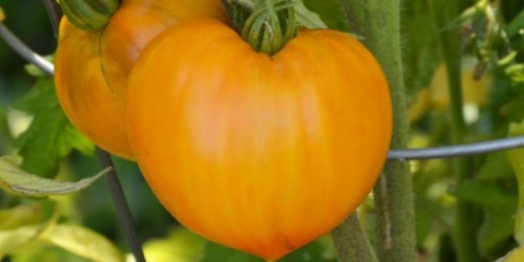 Narandžasti paradajz od jagode: opis sorte, fotografije, recenzije