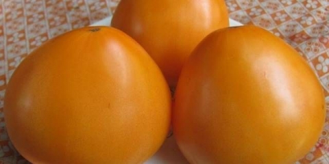 Paradajz narandžasto srce: recenzije, fotografije
