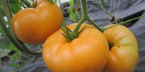 Paradajz narandžasti div: karakteristike i opis sorte