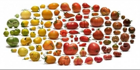 Paradajz narandžasti slon: recenzije, fotografije