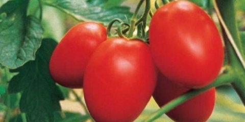 Paradajz palenka: karakteristike i opis sorte