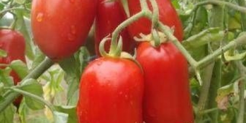 Paradajz peršun baštovan