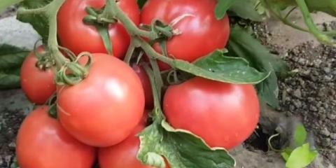 Ružičasti grm paradajz: karakteristike i opis sorte