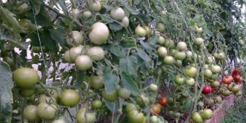 Paradajz pink raj f1