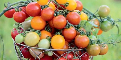 Pinokio paradajz: recenzije, fotografije