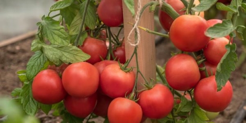 Plamen paradajza f1: karakteristike i opis sorte, recenzije sa fotografijama