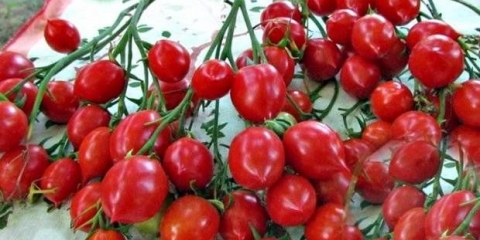 Geranium kiss paradajz: karakteristike i opis sorte