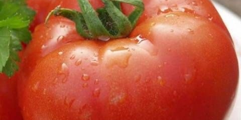 Paradajz polbig f1: recenzije, fotografije grma