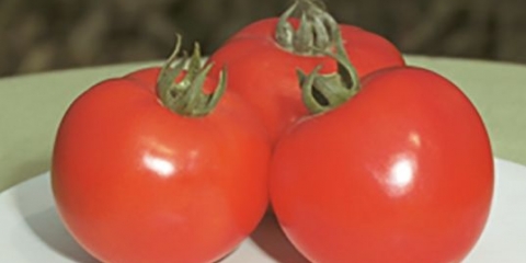 Paradajz polubrzi f1: karakteristike i opis sorte