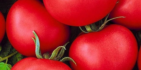 Paradajz prokhor: karakteristike i opis sorte