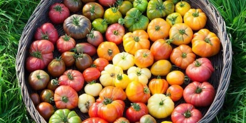 Paradajz puzata koliba: karakteristike i opis sorte