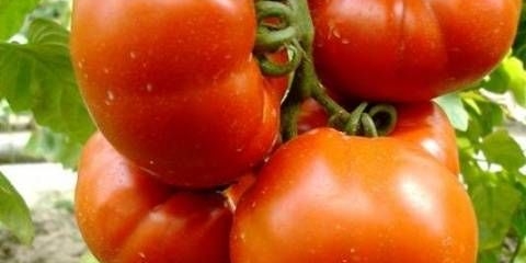 Rajski užitak od paradajza: recenzije, fotografije, prinos