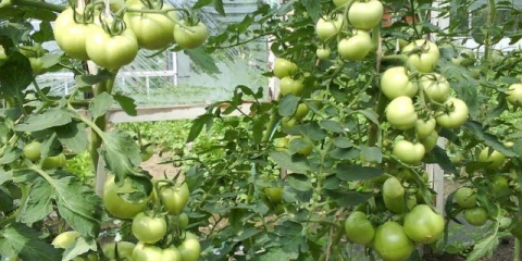 Paradajz rum baba: recenzije + fotografije