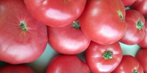 Ružičasti obrazi paradajza: recenzije, fotografije