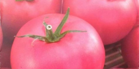 Ružičasti lider paradajza: karakteristike i opis sorte