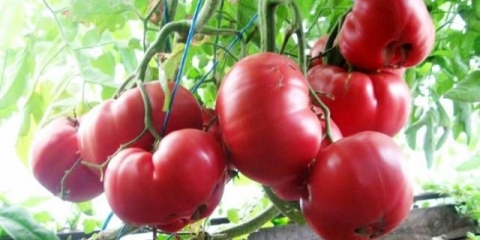 Roze medeni paradajz