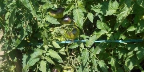 Ružičasti sibirski tigar paradajz