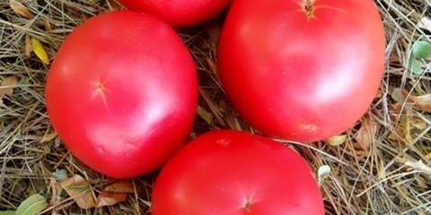 Paradajz ružičasti slon: karakteristike i opis sorte