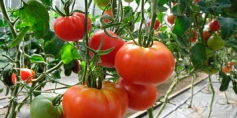 Porodica paradajza: karakteristike i opis sorte