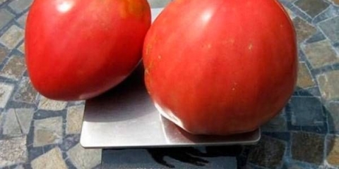 Tomato sensei: recenzije, fotografije