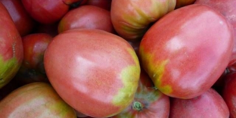 Zvjezdasta jesetra rajčica: opis sorte, fotografije, recenzije