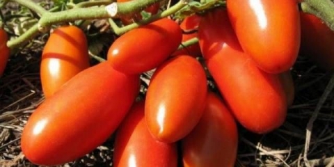 Sibirska trojka paradajz: opis sorte, fotografije, recenzije