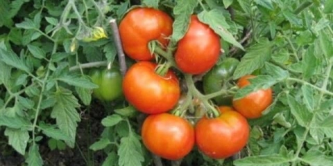Sibirski paradajz ranog zrenja