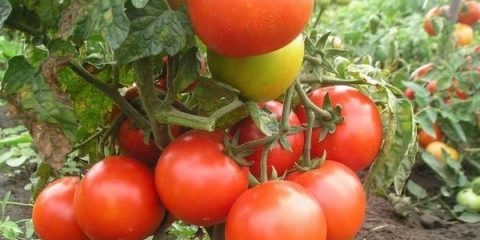 Snježne padavine paradajza f1: karakteristike i opis sorte