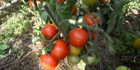 Paradajz iz snježne bajke: opis, fotografija, recenzije