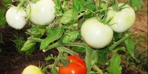 Paradajz snježni leopard: karakteristike i opis sorte