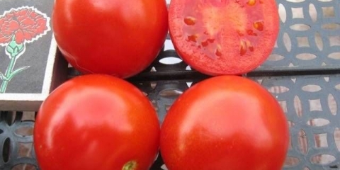 Soleroso od rajčice: karakteristike i opis sorte