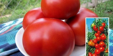 Paradajz spasskaya tower: karakteristike i opis sorte