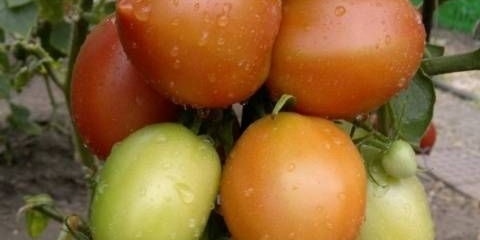 Paradajz syzran pipochka: karakteristike i opis sorte