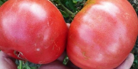 Paradajz titanijum: recenzije + fotografije