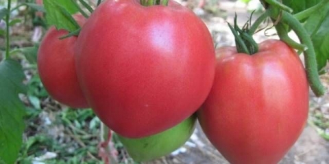 Sibirski teški paradajz: recenzije, fotografije
