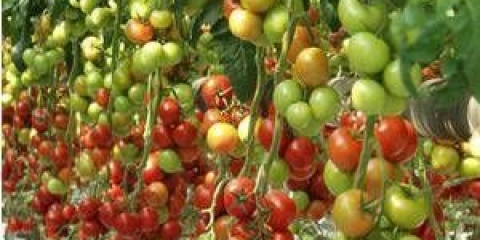 Debeli paradajz: karakteristike i opis sorte