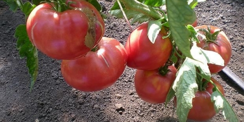 Debeli paradajz: karakteristike i opis sorte
