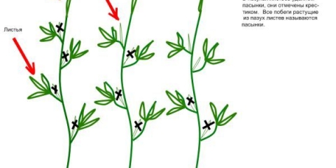 Torbay f1 paradajz: karakteristike i opis sorte