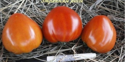 Paradajz jutarnja rosa