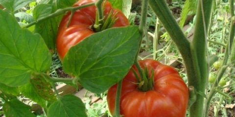 Vječni poziv paradajz