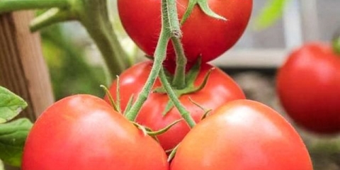 Paradajz verochka f1: recenzije sa fotografijama, opis sorte paradajza, sadnja i njega