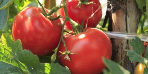 Volgogradski paradajz ranog zrenja 323: recenzije, fotografije, prinos