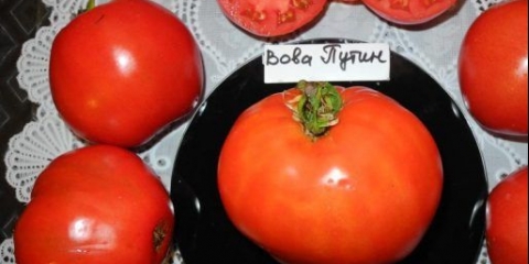 Paradajz vova putin: recenzije i karakteristike sorte