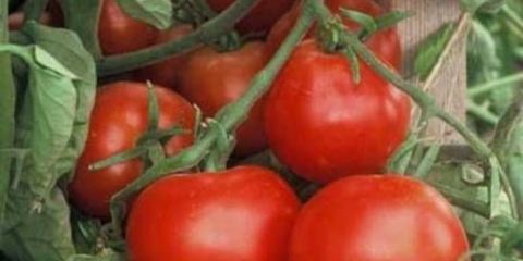 Eksplozija paradajza: karakteristike i opis sorte