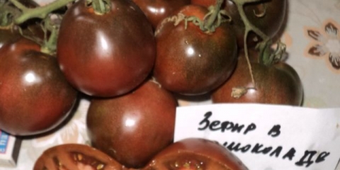 Marshmallow paradajz u čokoladi