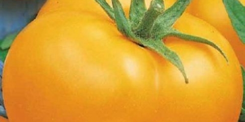 Žuti džinovski paradajz: opis