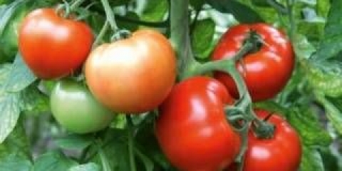 Žongler rajčice f1: karakteristike i opis sorte