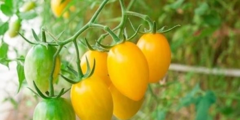 Zlatna ribica od rajčice: recenzije + fotografije