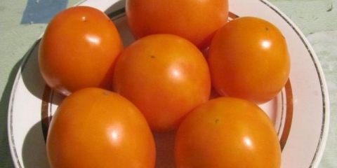 Zlatna svekrva paradajz: karakteristike i opis sorte